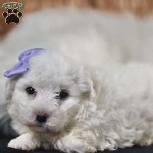 Bella, Bichon Frise Puppy